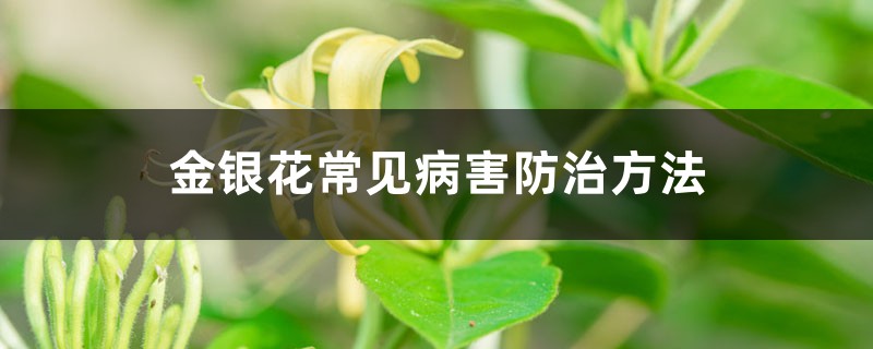 <b>金銀花常見病害防治方法</b>