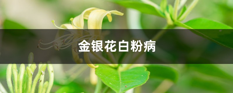 <b>金銀花白粉病</b>