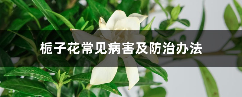 <strong>梔子花常見病害及防治辦法</strong>