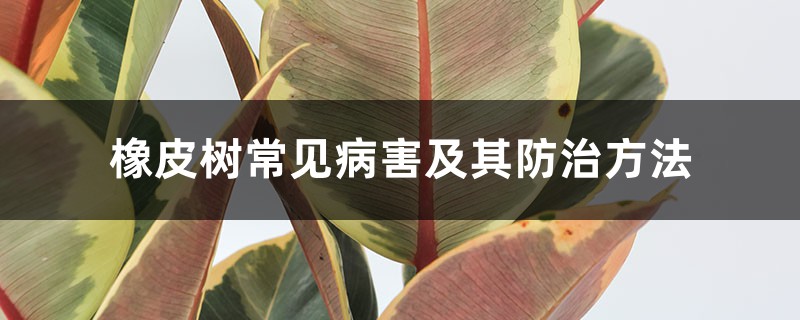 <b>橡皮樹常見病害及其防治方法</b>