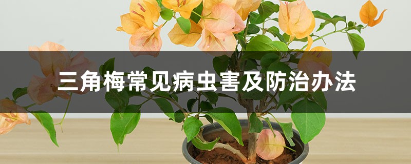 <b>三角梅常見病蟲害及防治辦法</b>