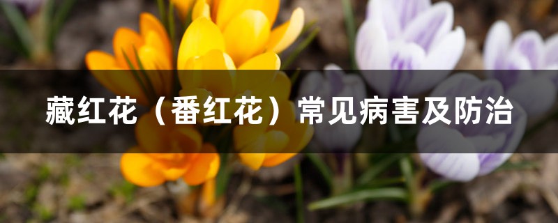 <b>藏紅花（番紅花）常見病害及防治</b>