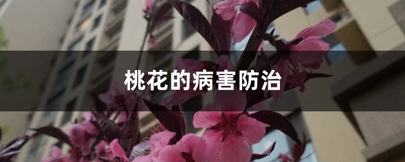 <b>桃花的病害防治</b>