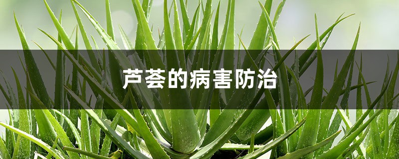 <strong>蘆薈的病害防治</strong>