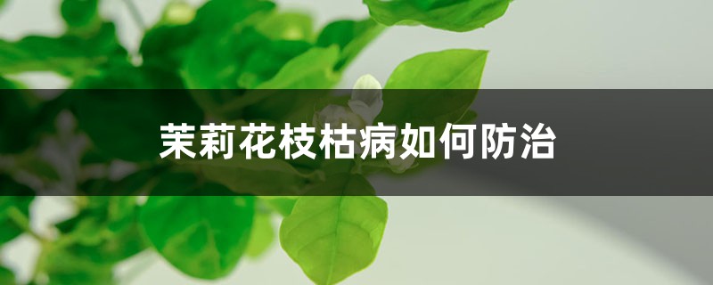 <b>茉莉花枝枯病如何防治</b>