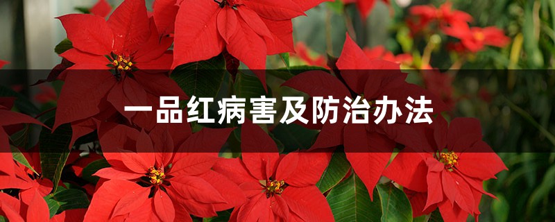 <b>一品紅病害及防治辦法</b>