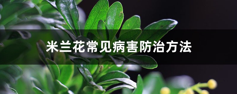 <b>米蘭花常見病害防治方法</b>