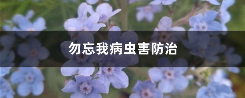 <b>勿忘我病蟲害防治</b>