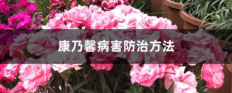 <strong>康乃馨病害防治方法</strong>