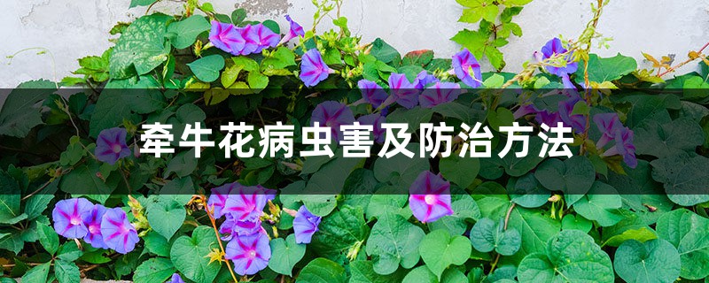 <b>牽牛花病蟲害及防治方法</b>