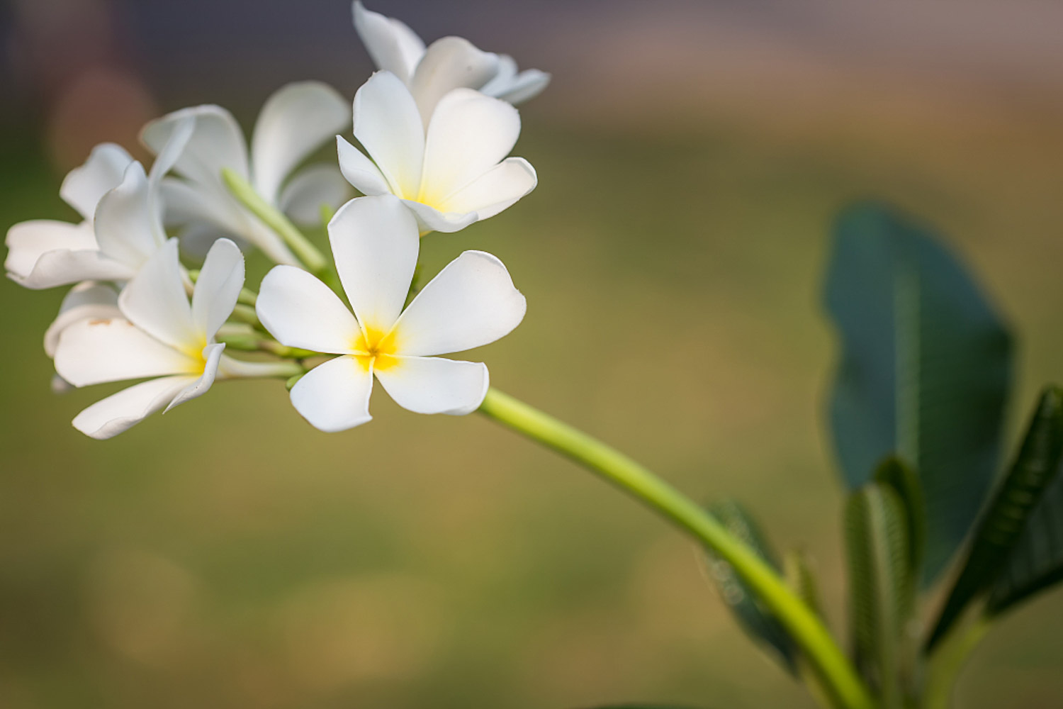 雞蛋花病蟲害防治方法