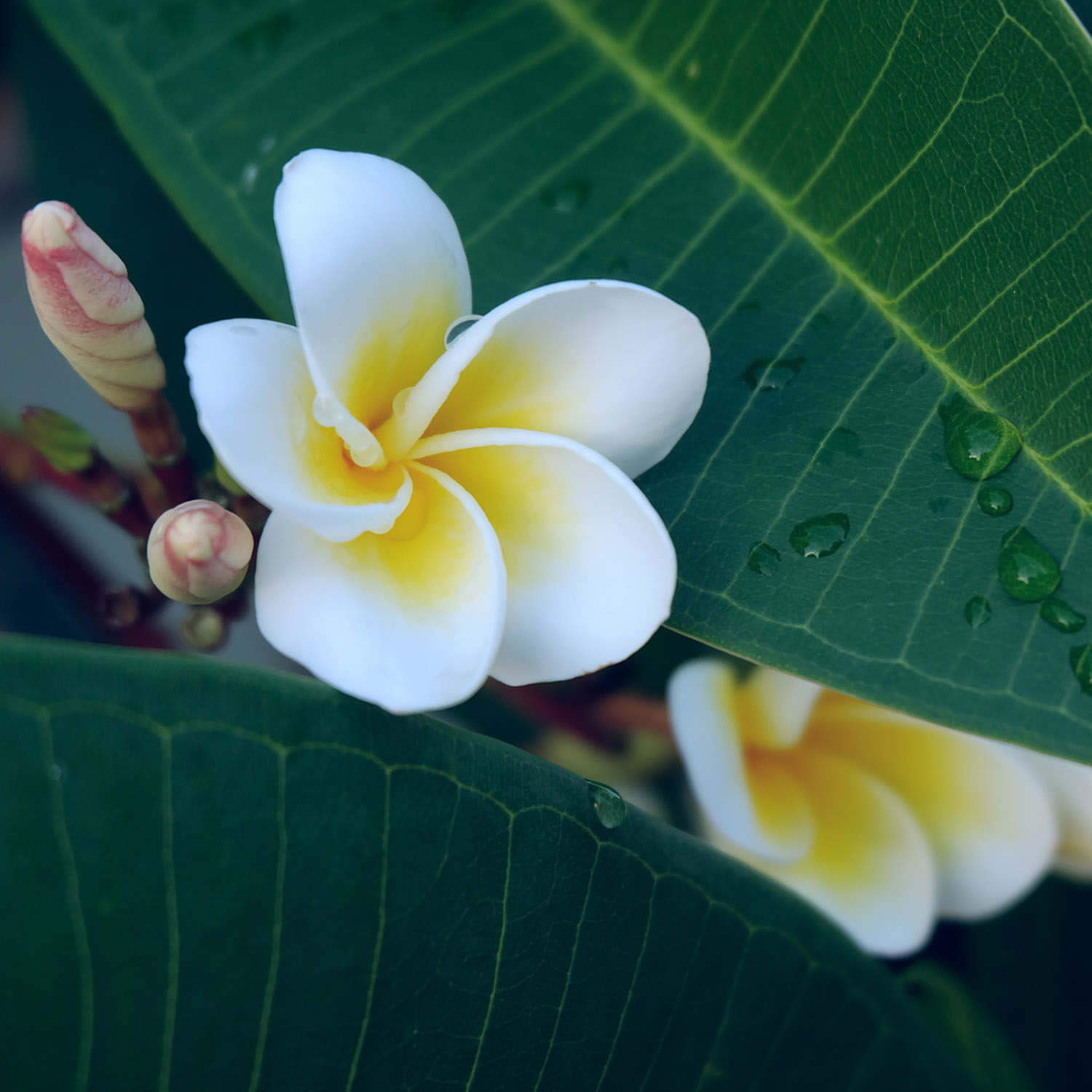 雞蛋花病蟲害防治方法