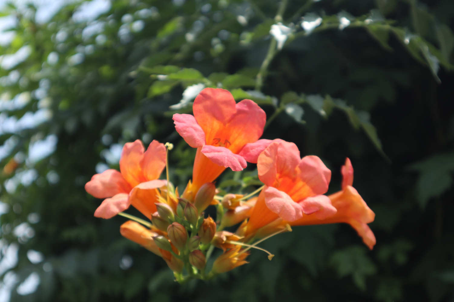 凌霄花常見病害及防治方法