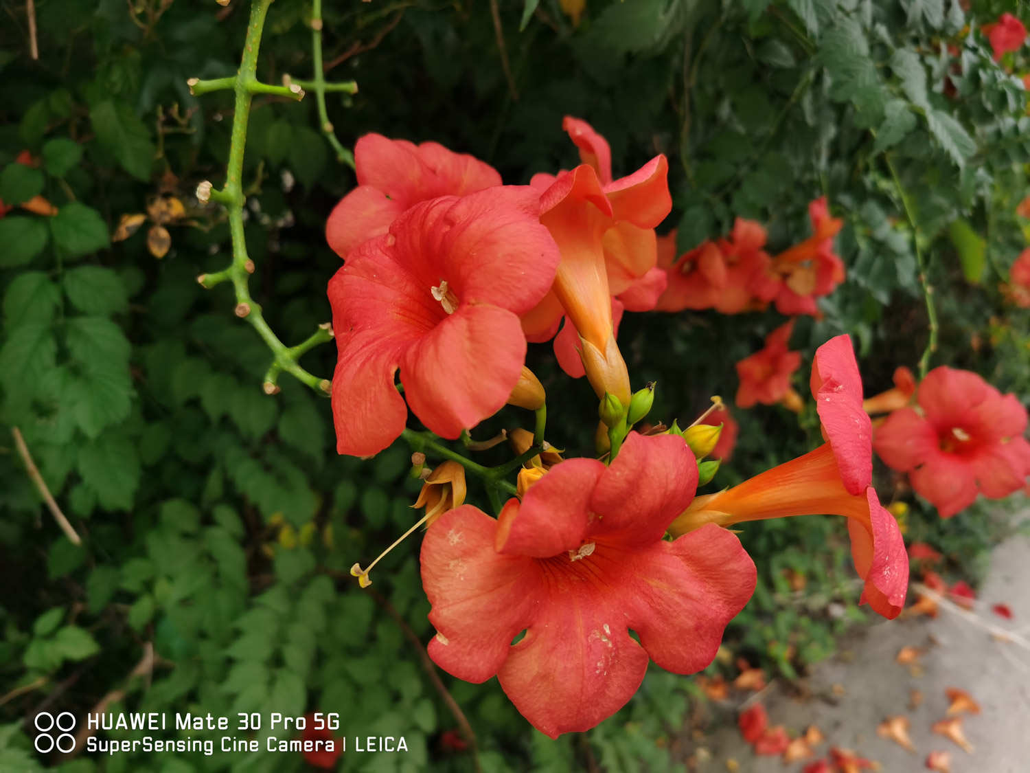 凌霄花常見病害及防治方法