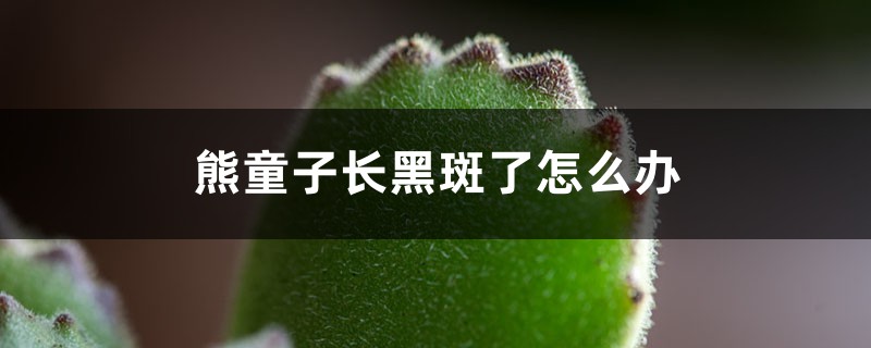 <b>熊童子長(zhǎng)黑斑了怎么解決，怎么處理</b>