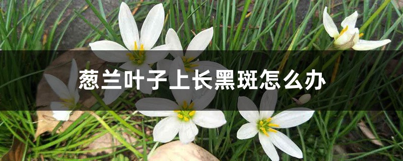 <b>蔥蘭葉子上長黑斑怎么解決，怎么處理</b>