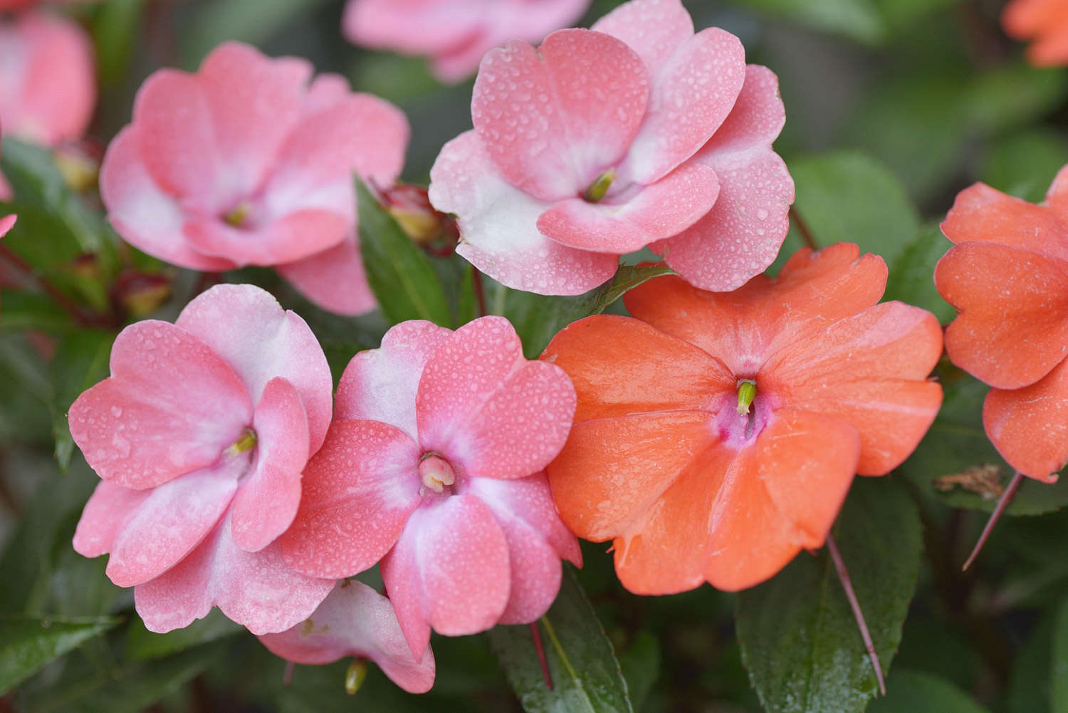 鳳仙花常見病害及防治方法