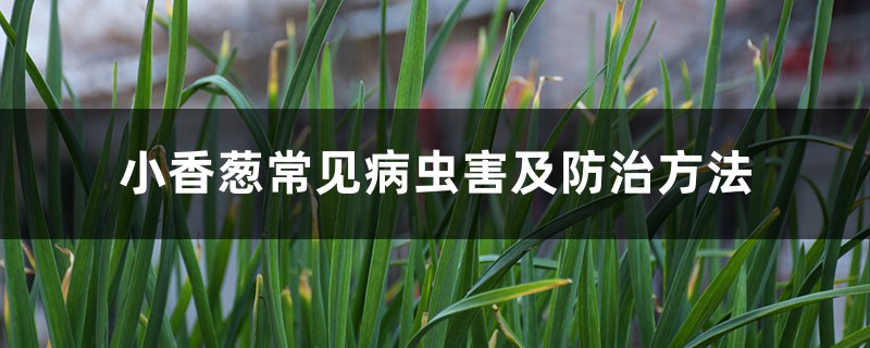 <b>小香蔥常見病蟲害及防治方法</b>