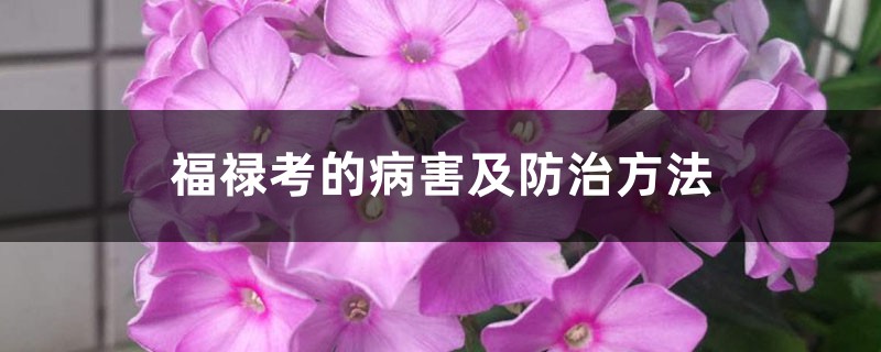 <b>福祿考的病害及防治方法</b>