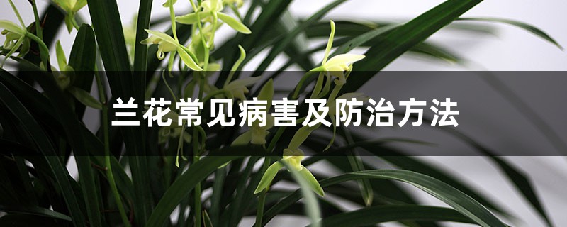 <b>蘭花常見病害及防治方法</b>