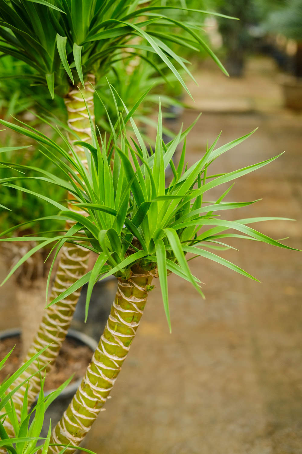 龍血樹(shù)常見(jiàn)病害及防治方法