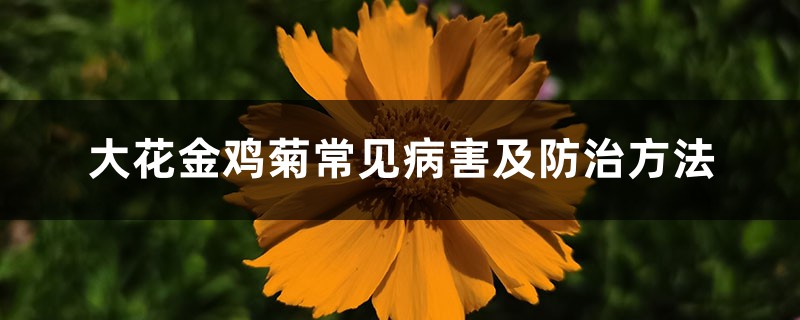 <strong>大花金雞菊常見病害及防治方法</strong>