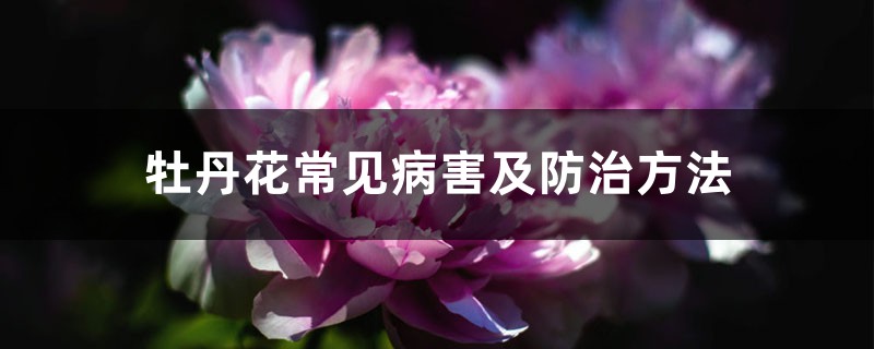 <strong>牡丹花常見病害及防治方法</strong>