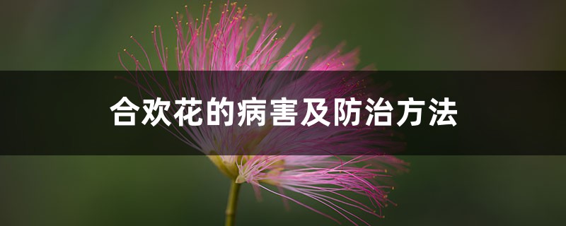 <strong>合歡花的病害及防治方法</strong>