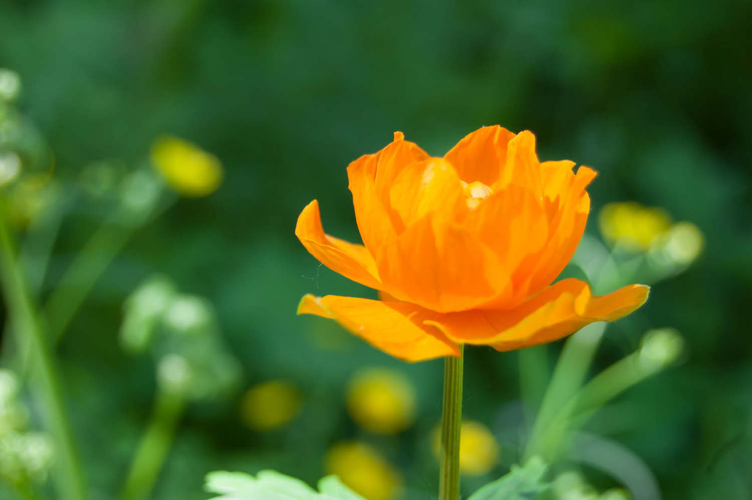 金蓮花的病害防治辦法