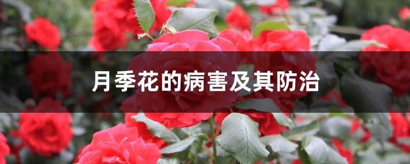 <b>月季花的病害及其防治</b>