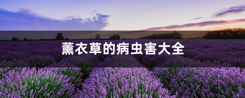 <strong>薰衣草的病蟲害大全</strong>