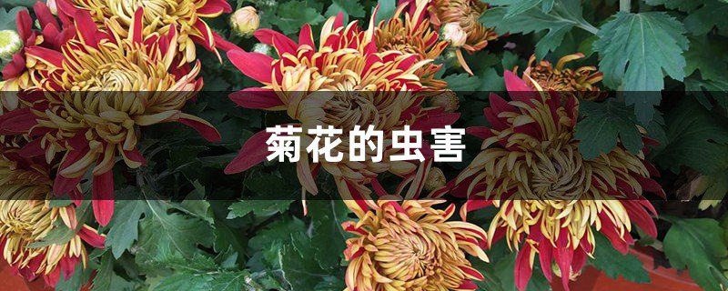 <b>菊花的蟲害</b>