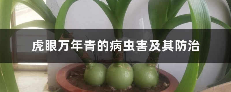 <b>虎眼萬年青的病蟲害及其防治</b>