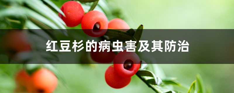 <b>紅豆杉的病蟲害及其防治</b>