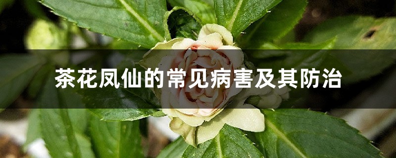 <strong>茶花鳳仙的常見(jiàn)病害及其防治</strong>