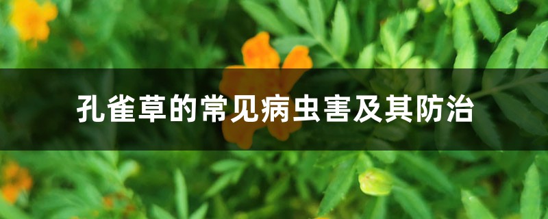 <strong>孔雀草的常見病蟲害及其防治</strong>