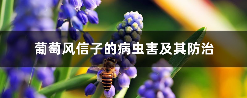 <b>葡萄風(fēng)信子的病蟲害及其防治</b>