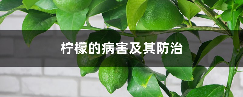 <strong>檸檬的病害及其防治</strong>