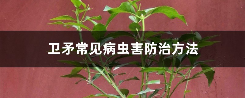 <strong>衛(wèi)矛常見病蟲害防治方法</strong>