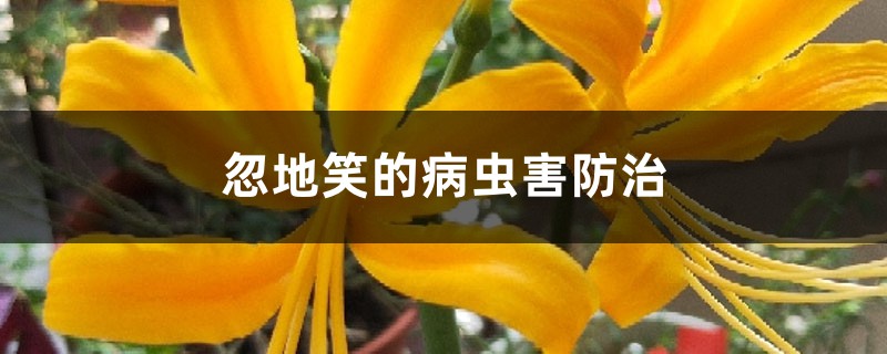 <strong>忽地笑的病蟲害防治</strong>