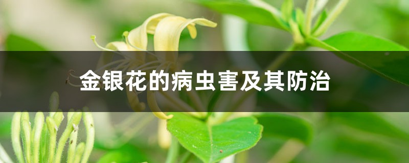 <b>金銀花的病蟲害及其防治</b>