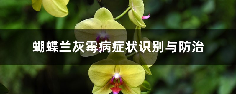 <strong>蝴蝶蘭灰霉病癥狀識(shí)別與防治</strong>