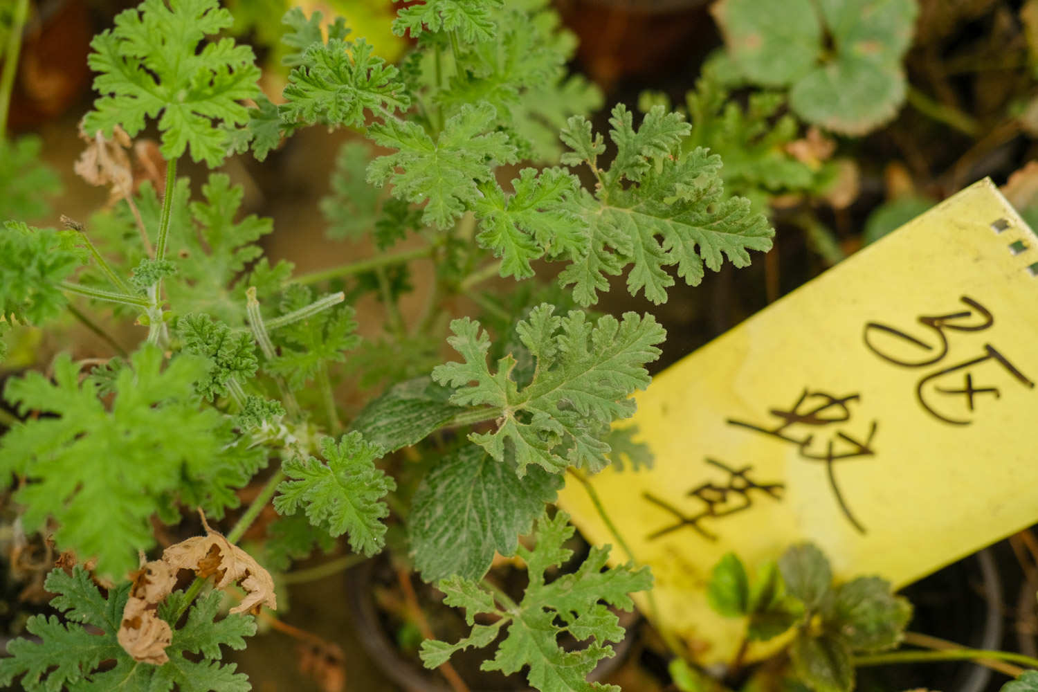 驅蚊草的病蟲害防治