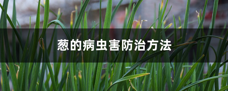 <b>蔥的病蟲害防治方法</b>