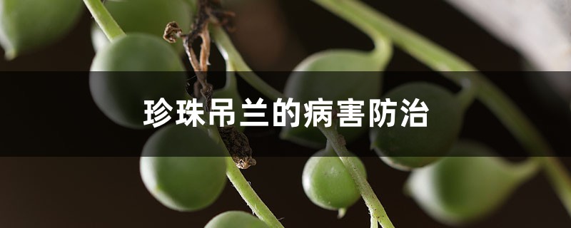 <strong>珍珠吊蘭的病害防治</strong>