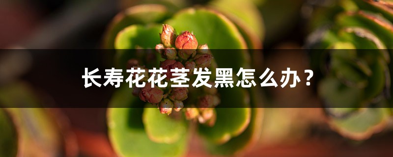 <strong>長壽花花莖發黑怎么解決，怎么處理？</strong>