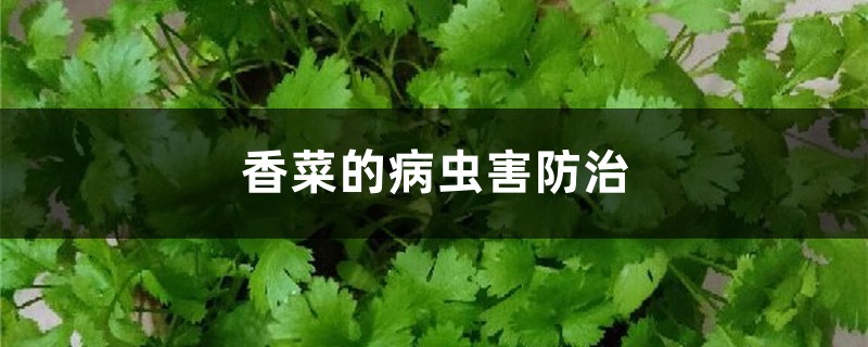 <b>香菜的病蟲害防治</b>