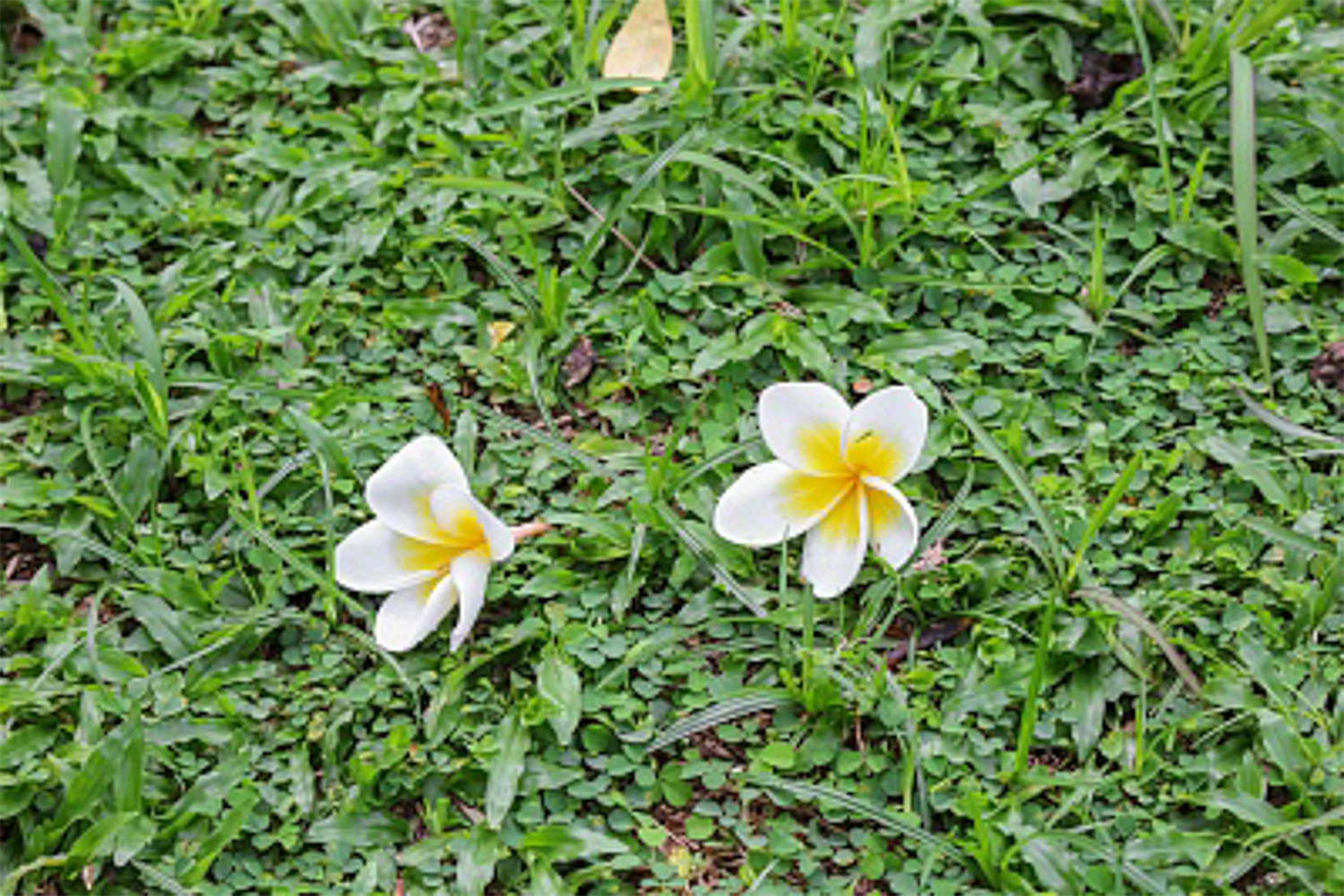 紅雞蛋花的病蟲害防治