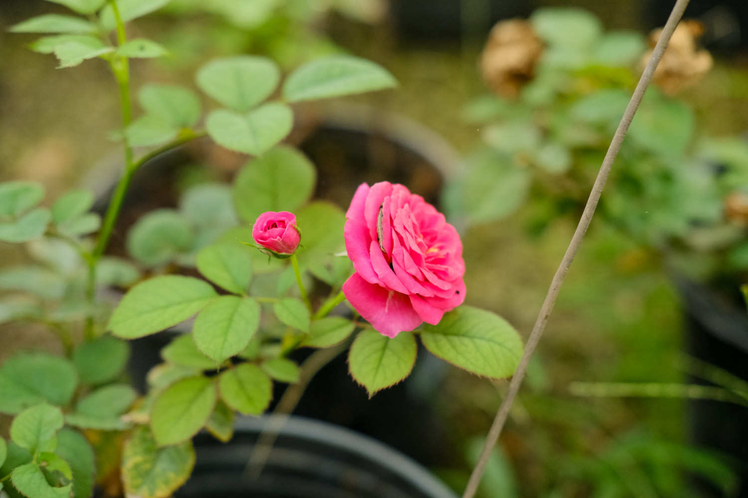 豐花月季的病蟲害防治