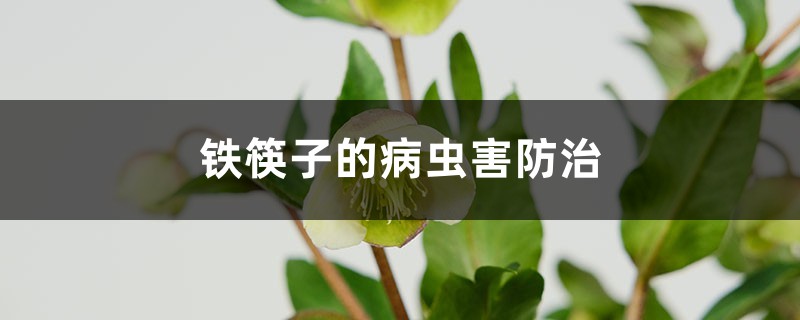 <strong>鐵筷子的病蟲害防治</strong>